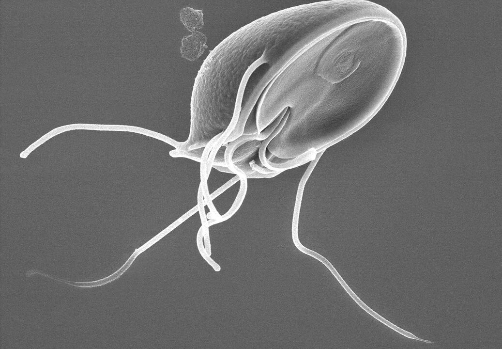 Giardia az emberi testben